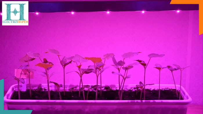 تابش های لامپ رشد گیاه از جنس led